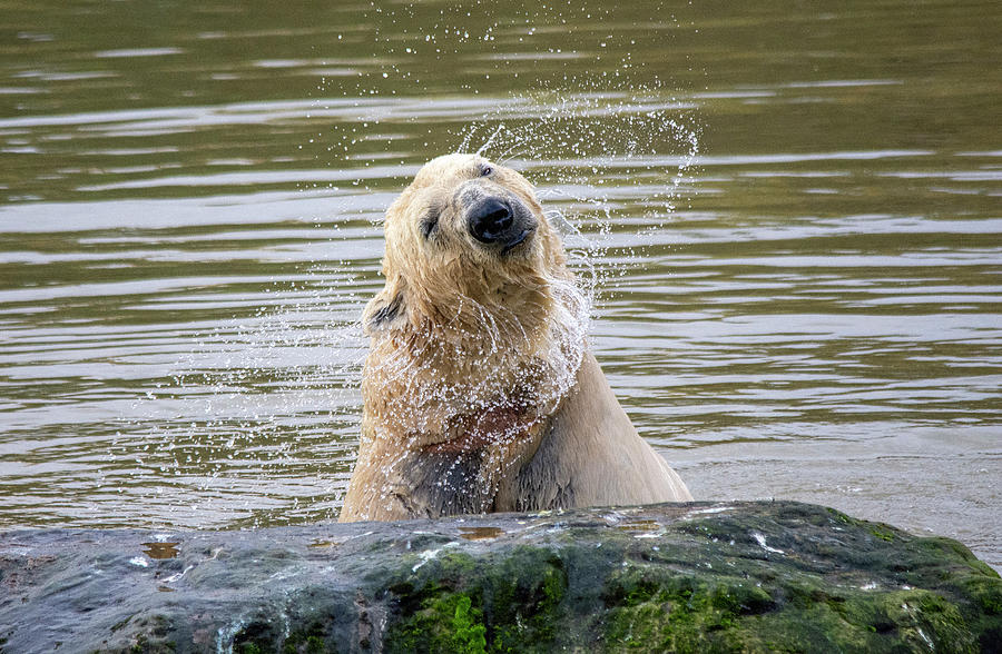 Animal Photograph - Polar Bear shake off by Gareth Parkes