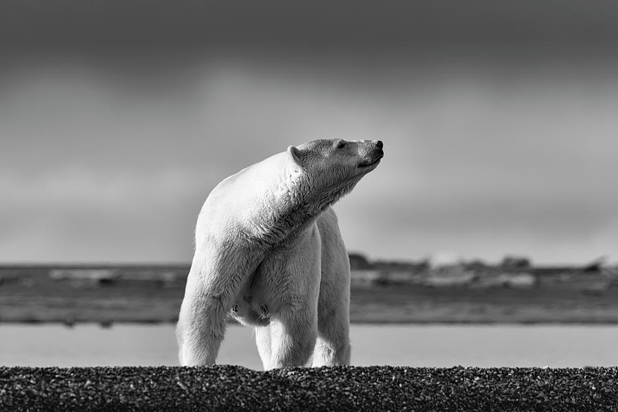 Polar Bear Photograph by Scott Slone