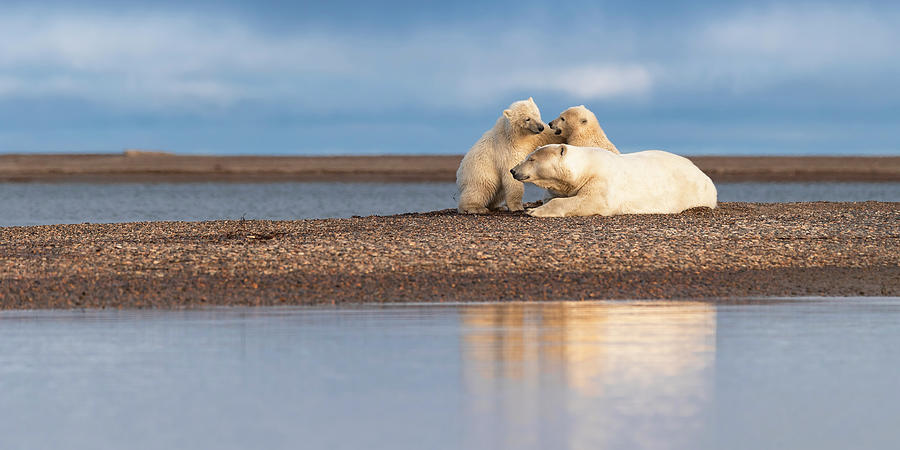 Polar Bear Siblings with Mom Photograph by Scott Slone