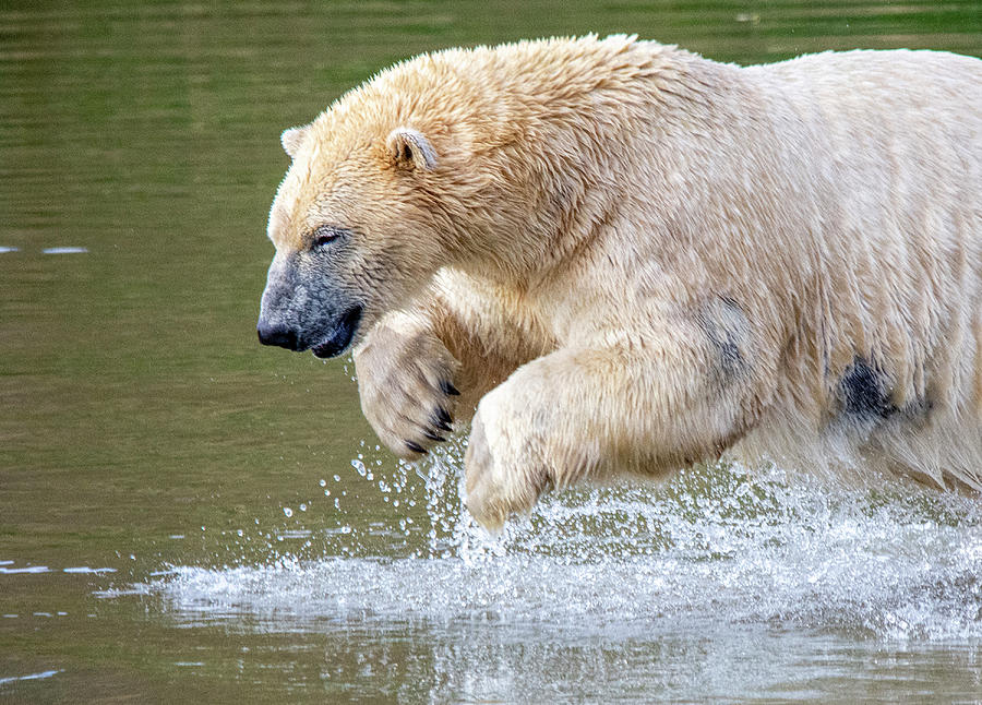 Polar Bear Splash Down Photograph