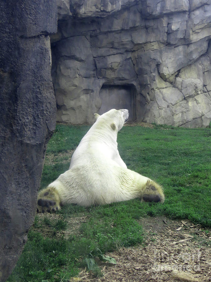 Polar Bear Splits Photograph by Mary Mikawoz