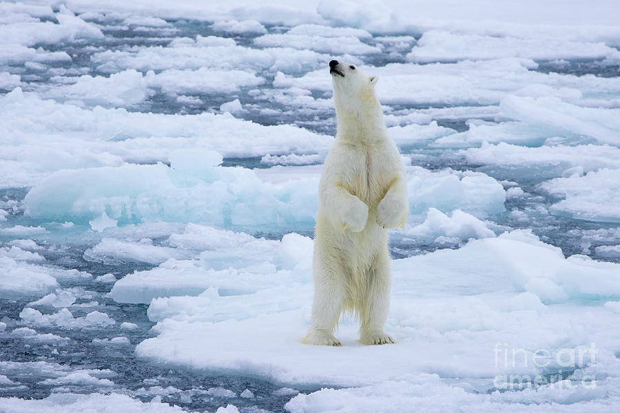 Polar Bear Photograph - Polar Bear Standing Up by Arterra Picture Library