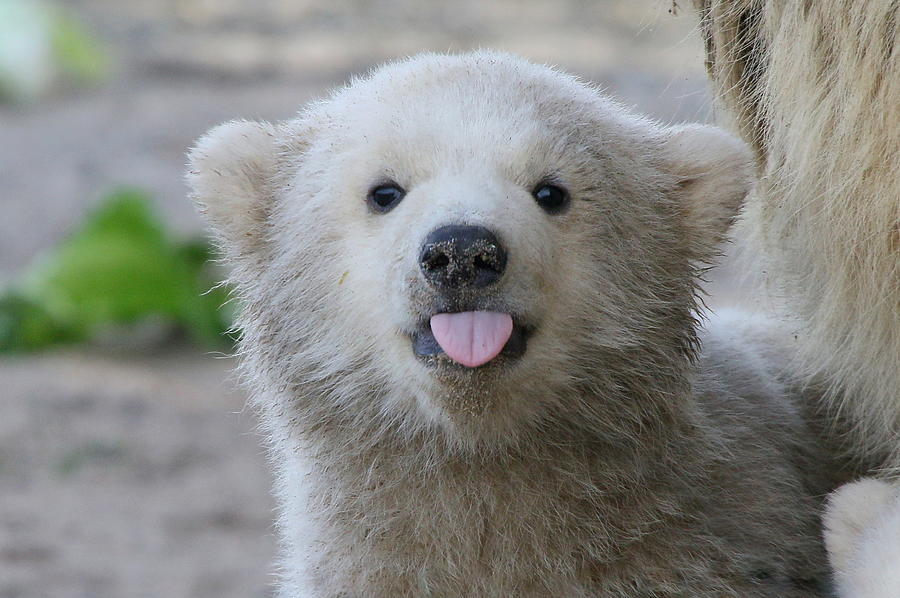 Polar bear sticking out his tongue Photograph by Ger Bosma