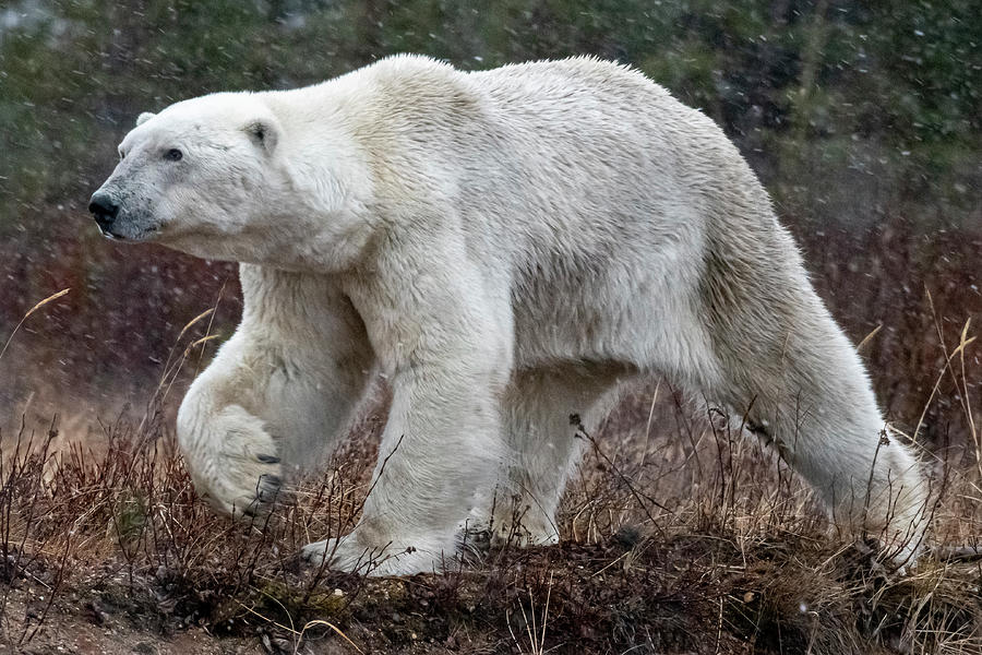 Polar Bear Striding Out Photograph by Mark Hunter