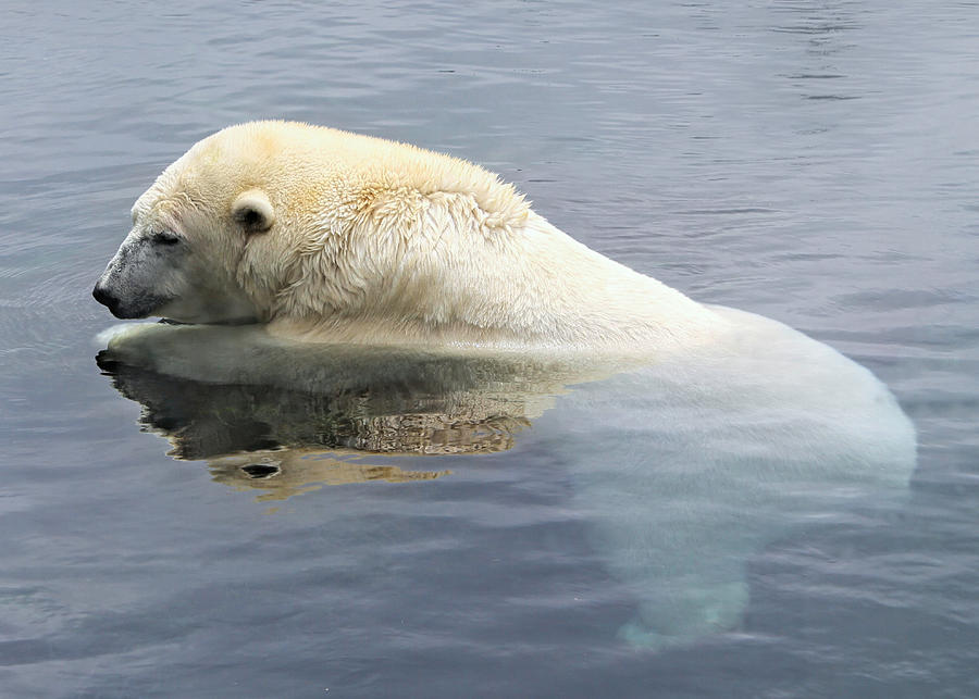 Polar Bear  Photograph by Susan Hope Finley