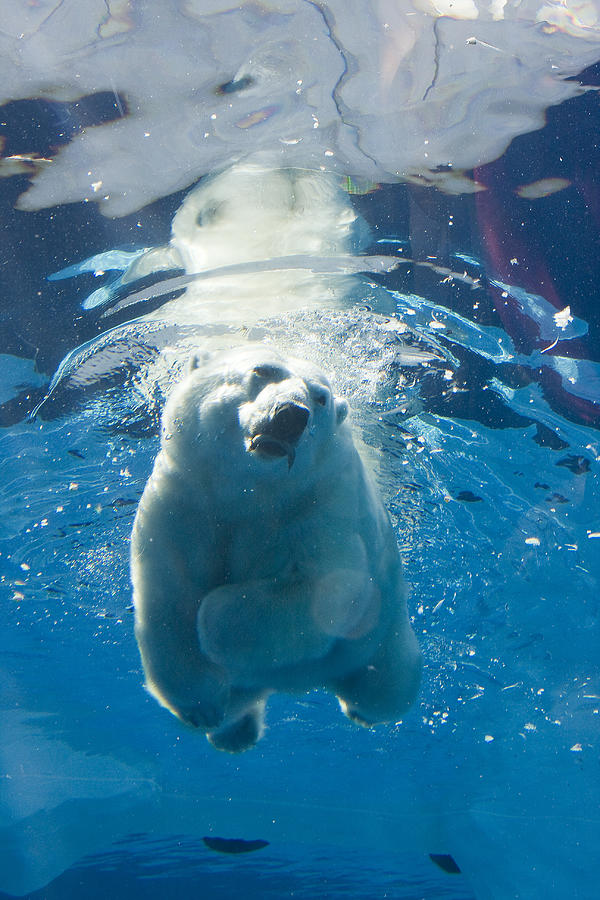 Polar bear swimming Photograph by Kim Kozlowski