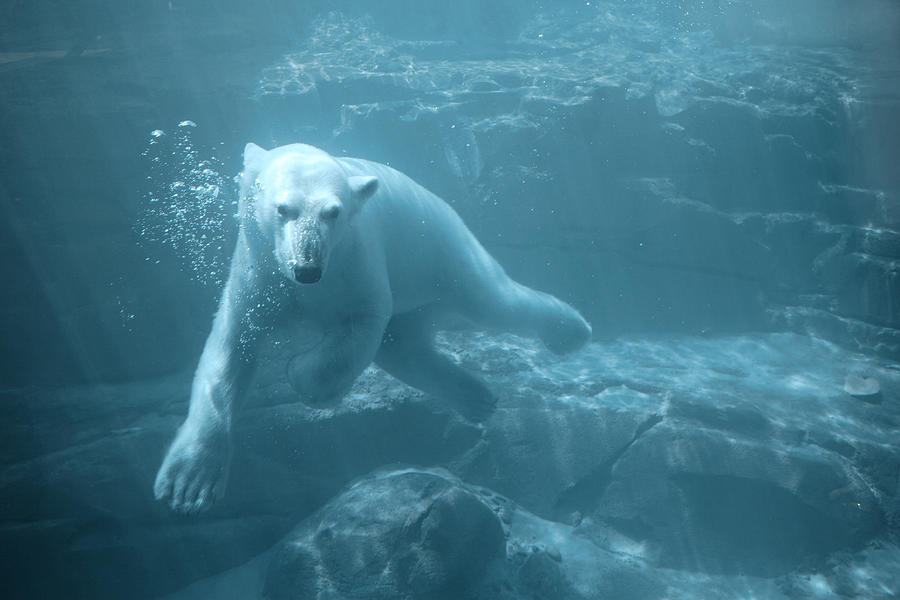 Polar Bear - Swimming Underwater Photograph by spxChrome