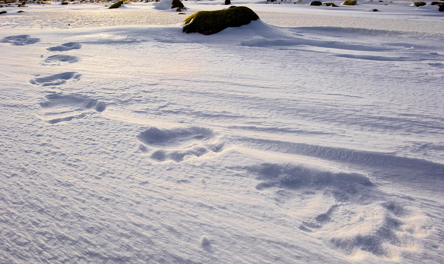 Polar Bear Tracks. Photograph by VisualCommunications