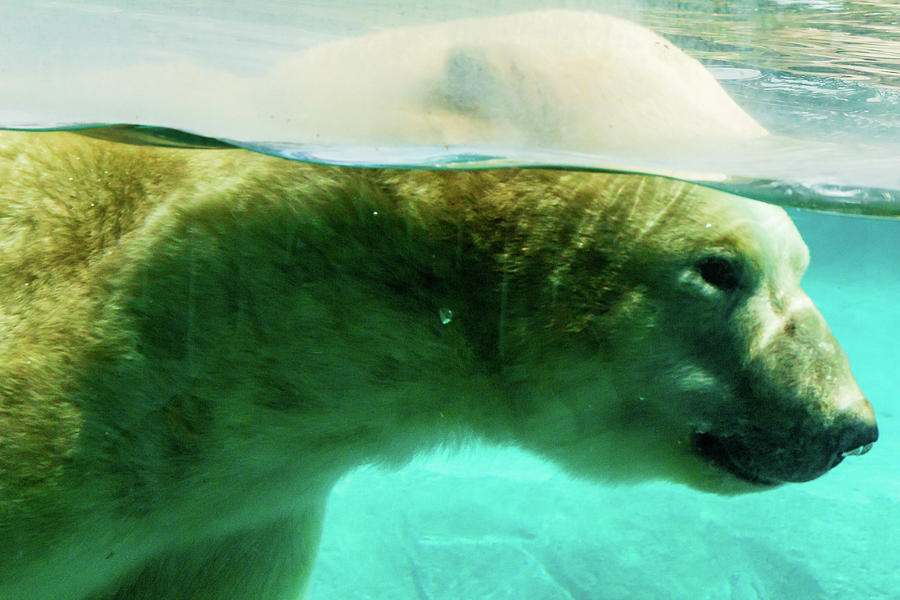 Polar Bear underwater Photograph by SAURAVphoto Online Store