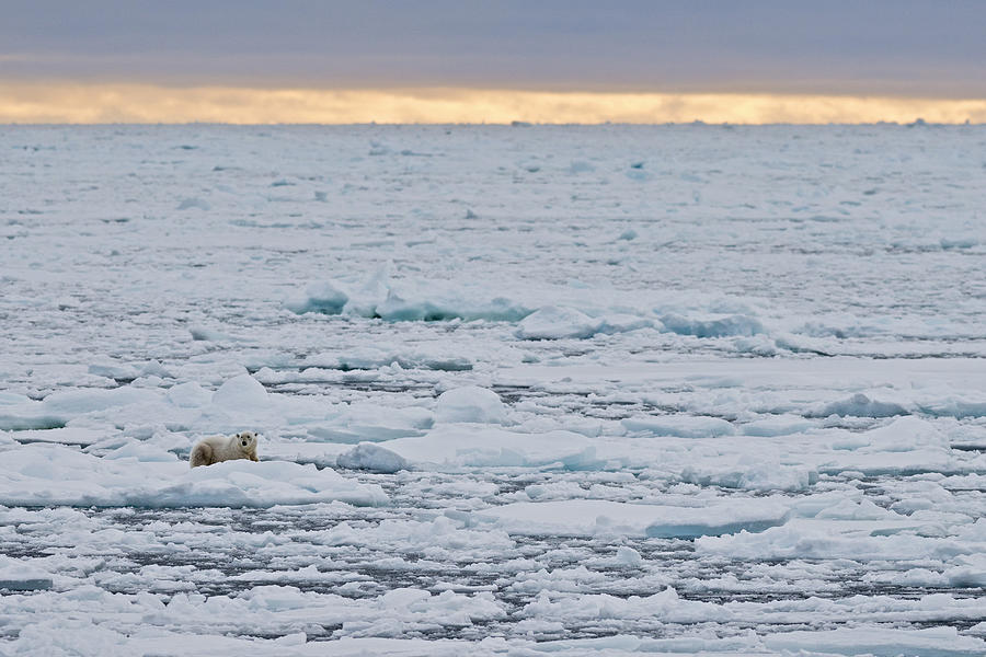 Polar Bear -Ursus maritimus-, male lying on the pack ice, Spitsbergen Island, Svalbard Archipeligo, Svalbard and Jan Mayen, Norway Photograph by Olaf Kruger