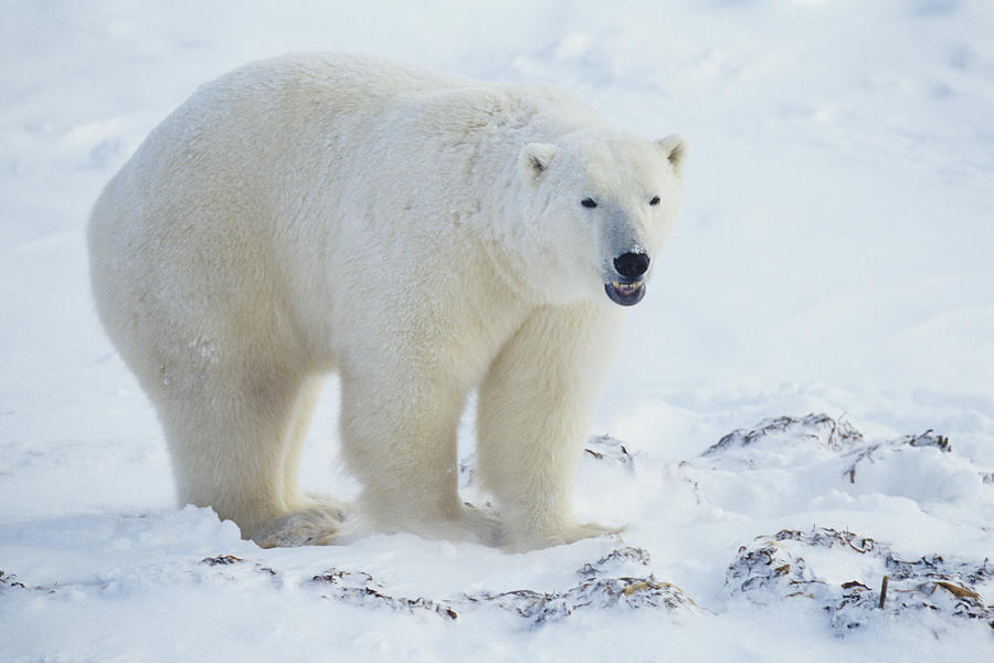 Polar bear (Ursus maritimus), Canada Photograph by Tom Brakefield