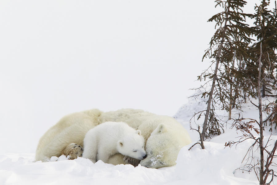 Polar Bear (Ursus Maritimus) Cub Kisses Her Mother At Wapusk National Park Photograph by Richard Wear / Design Pics