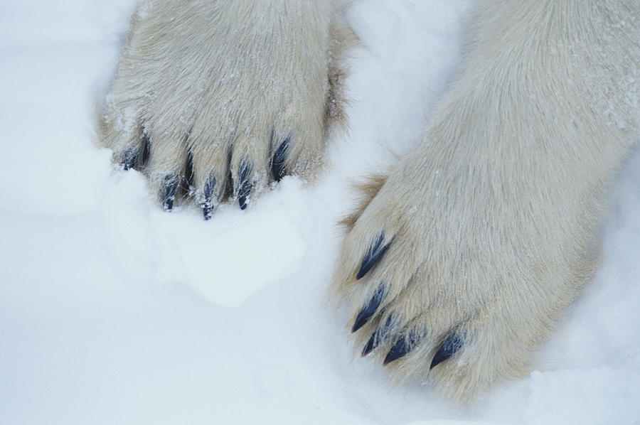 Polar bear (Ursus maritimus) feet, close-up, Canada Photograph by Tom Brakefield