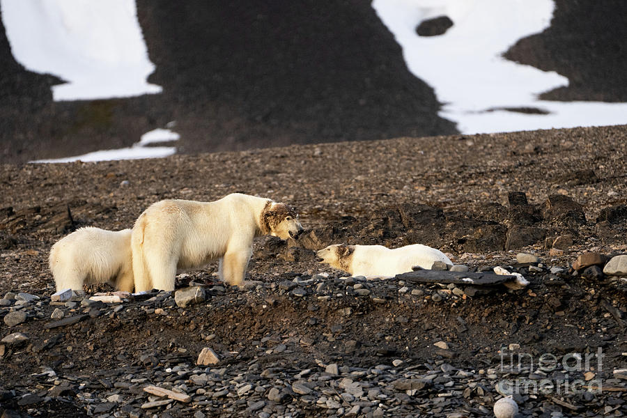Polar Bear Photograph - polar bear Ursus maritimus k3 by Eyal Bartov Polar Bear Photograph - polar bear Ursus maritimus k3 by Eyal Bartov