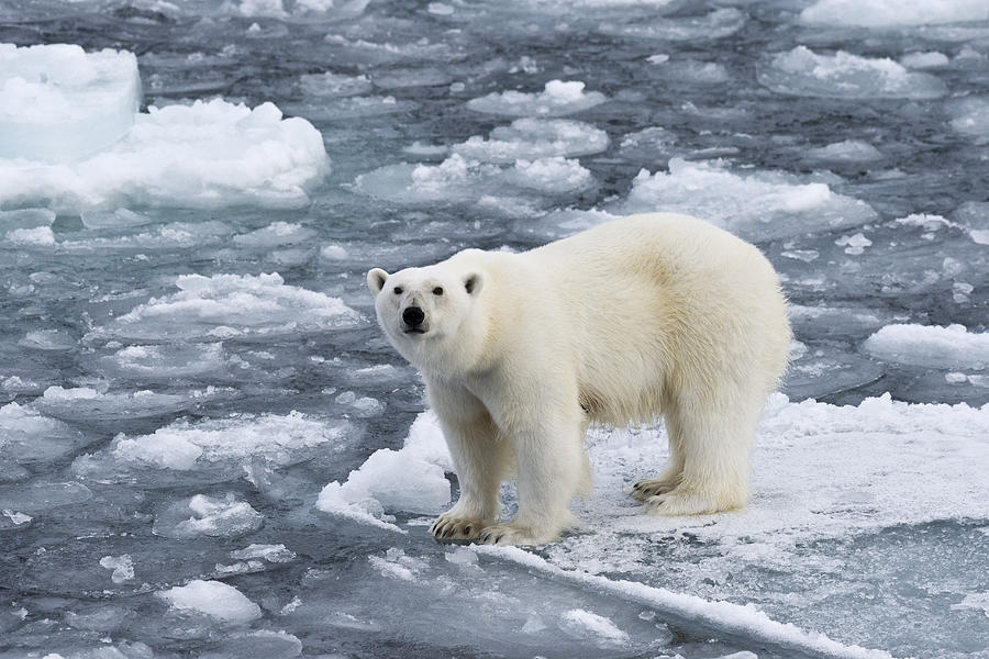 Polar bear -Ursus maritimus- on pack-ice, Spitsbergen, Svalbard Islands, Svalbard and Jan Mayen, Norway Photograph by Olaf Kruger