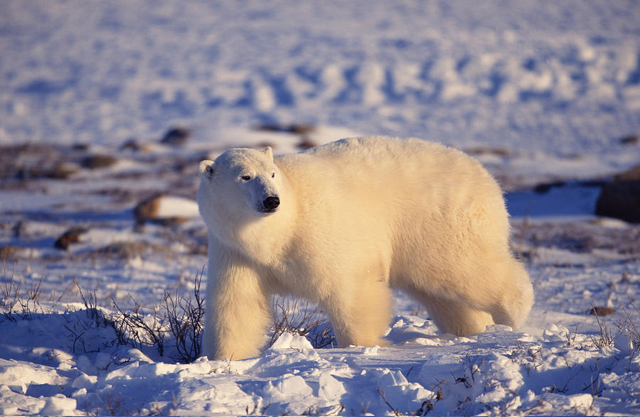 Polar bear walking , Canada Photograph by Comstock Images