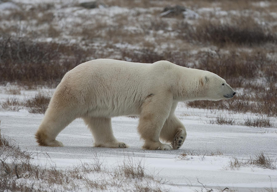 Polar bear walking Photograph by Richard McManus