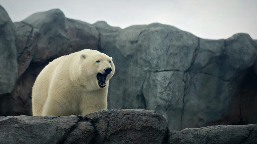 Polar bear yawning, looking over rocky ledge Photograph by Kim MacKay
