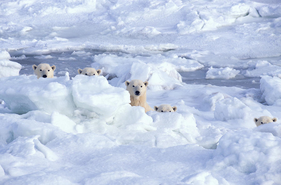 Polar bears behind ice (Digital Composite) Photograph by Grant Faint
