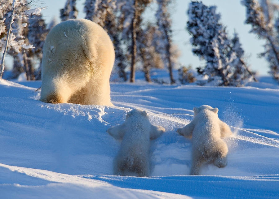 polar bears family mother and cubs winter cute animals wildlife ...