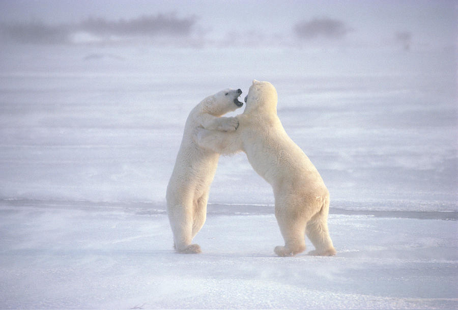 Polar bears fighting upright Photograph by Comstock Images