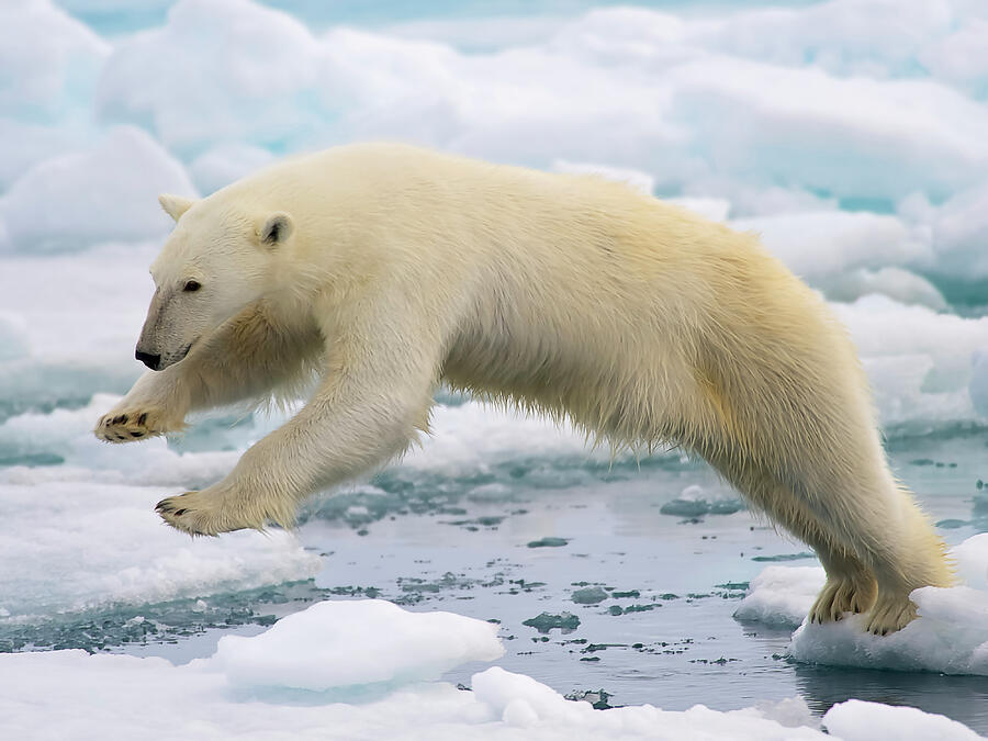 Polar Bears Photograph