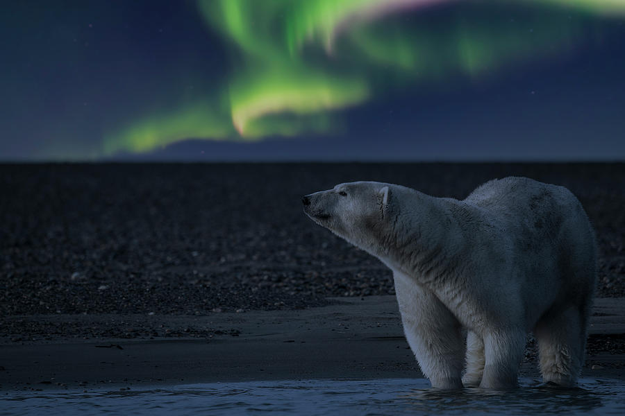 Polar Dreams Photograph by Scott Slone