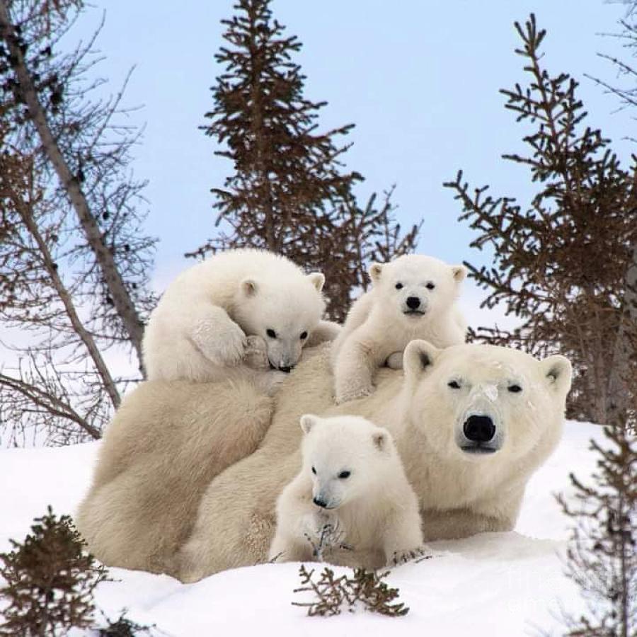 Wildlife Photograph - Polar Family  by Maxwell Zurich