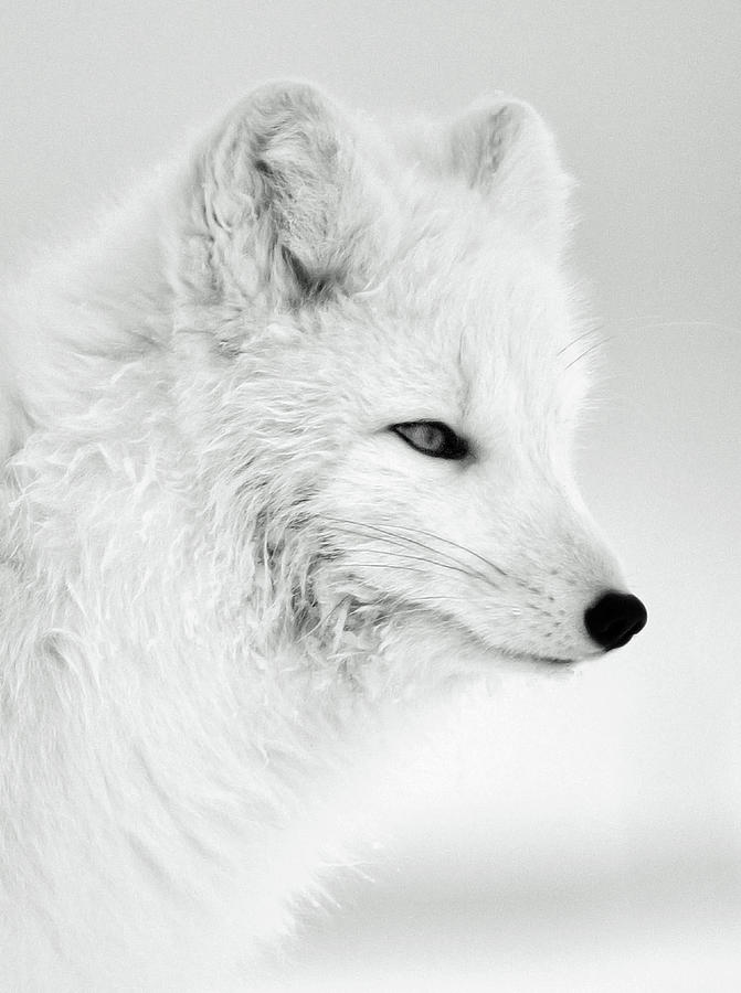 Polar Fox Photograph by Denise LeBleu