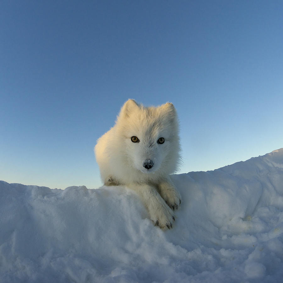 Polar fox looking at the camera. Photograph by Dmitry Deshevykh