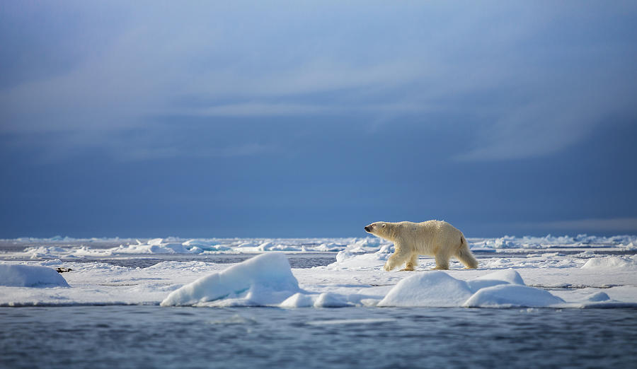 Polar steps Photograph by Chase Dekker Wild-Life Images