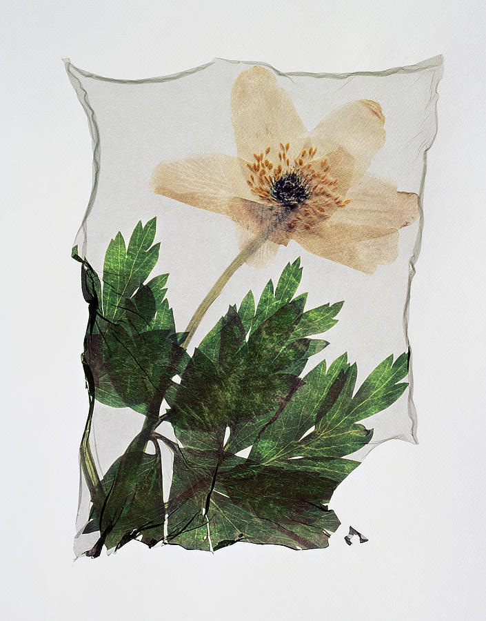 Flower Press - Polaroid lift of a Wood Anenome Photograph by Paul E Williams