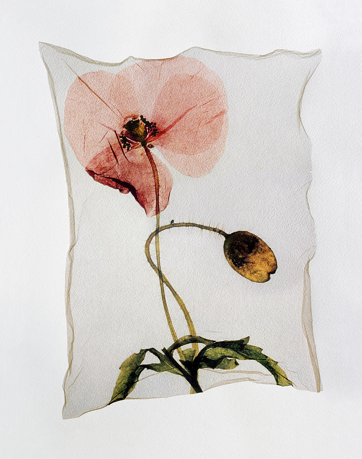 Flower Press - Polaroid lift of Field Poppy pressed flowers Photograph by Paul E Williams
