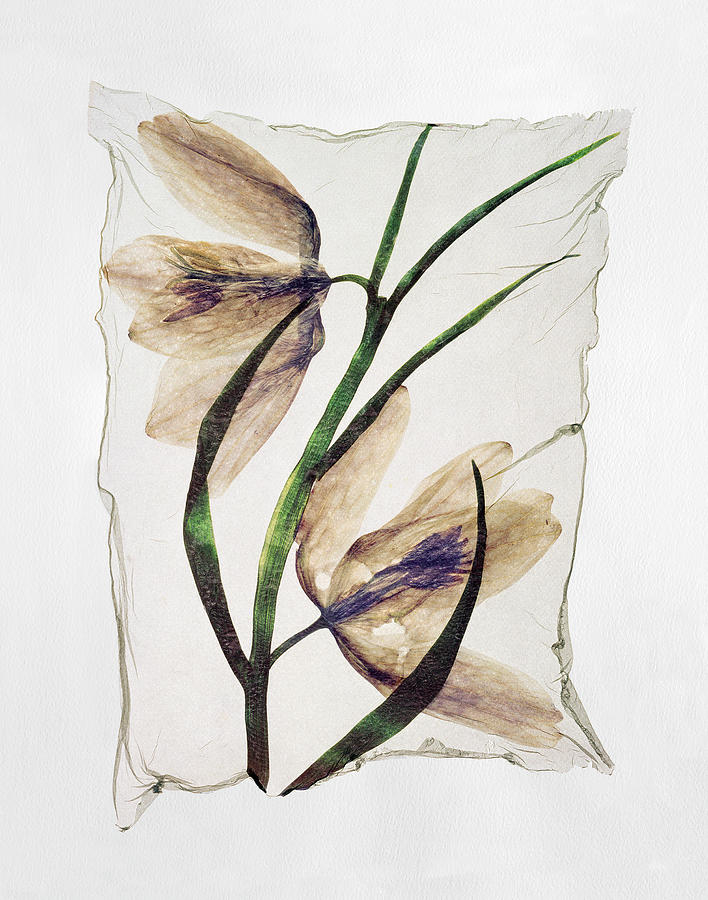 Flower Press - Polaroid lift of Fritilary pressed flowers Photograph by Paul E Williams