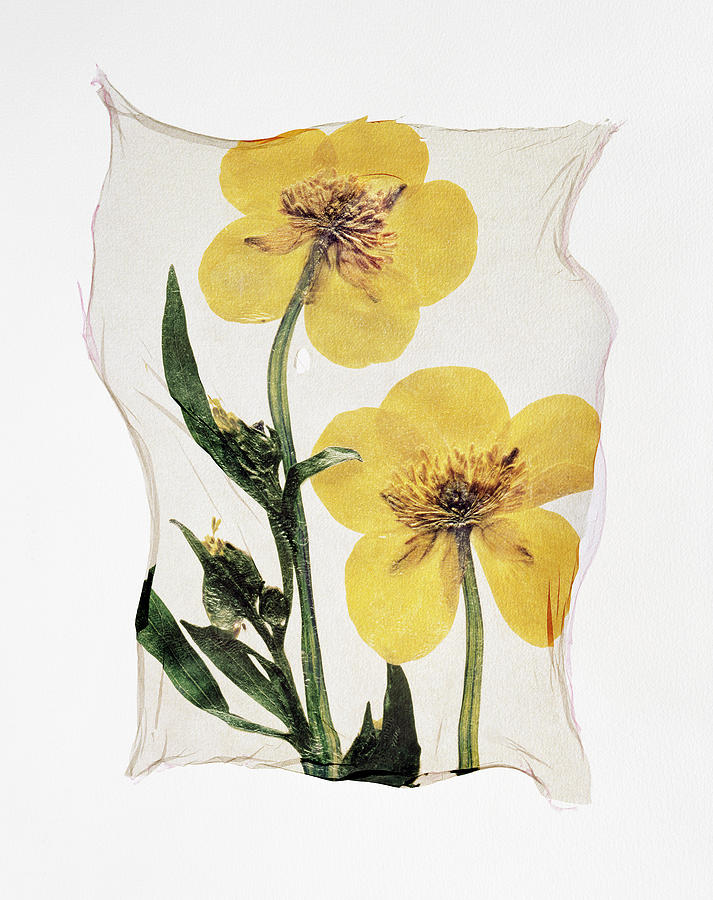 Flower Press - Polaroid lift of Marsh Marigold pressed flowers Photograph by Paul E Williams