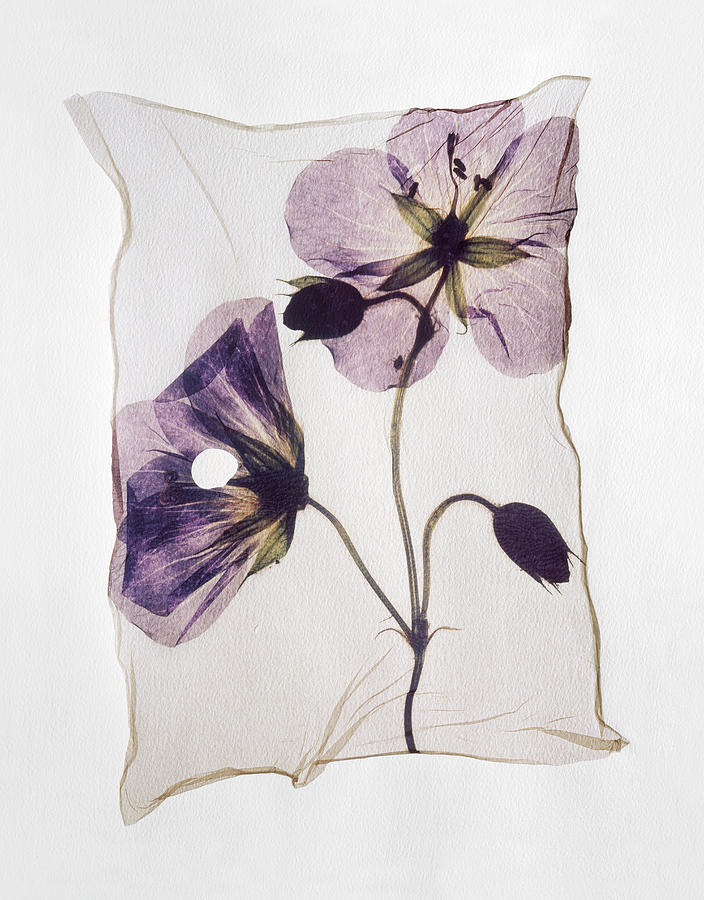 Flower Press - Polaroid lift of Meadow Cranesbill pressed flowers Photograph by Paul E Williams