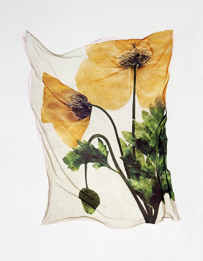 Flower Press -  Polaroid lift of Welsh Poppy pressed flowers Photograph by Paul E Williams