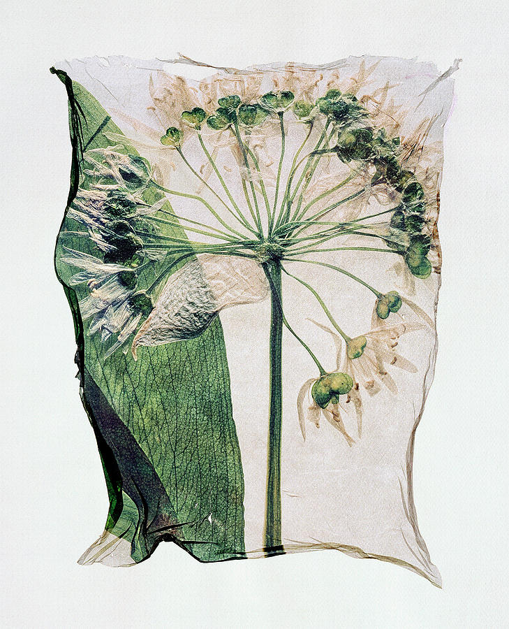 Flower Press - Polaroid lift of Wild Ramsons pressed flowers Photograph by Paul E Williams