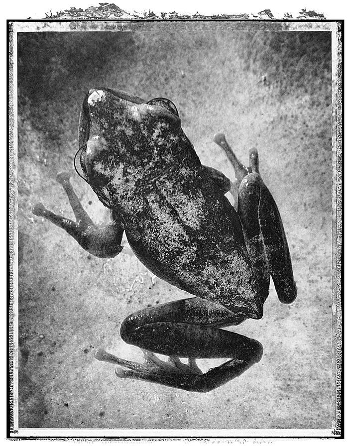 Polaroid Photo of Frog black and white Photograph by Paul E Williams