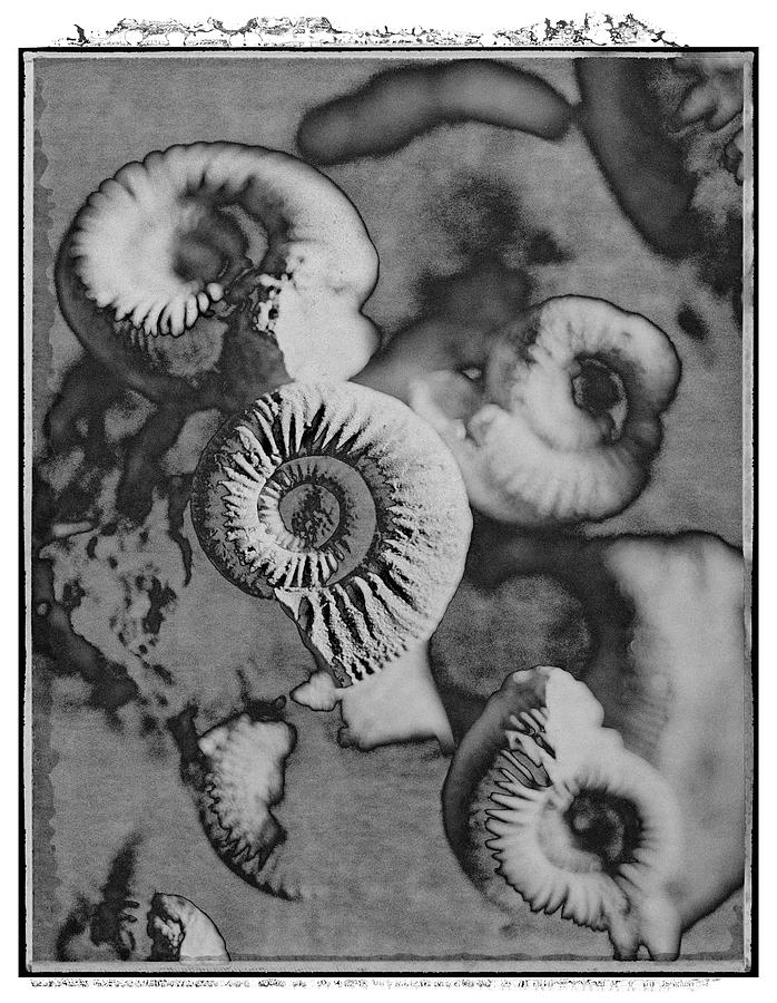 Polaroid Photo series Shells - Amonites - by Paul Willaims #2 Photograph by Paul E Williams