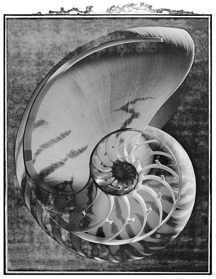 Polaroid Photo series Shells - Nautilus by Paul Willaims Photograph by Paul E Williams