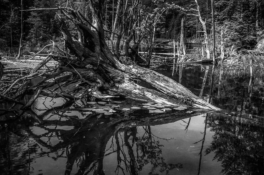 Pole Hill Pond Photograph by Bob Grabowski