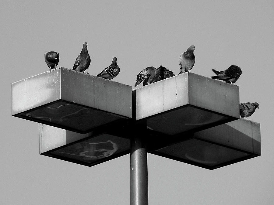 Pole Position at the Daytona Beach Pigeon Race In Black And White  Photograph by Christopher Mercer