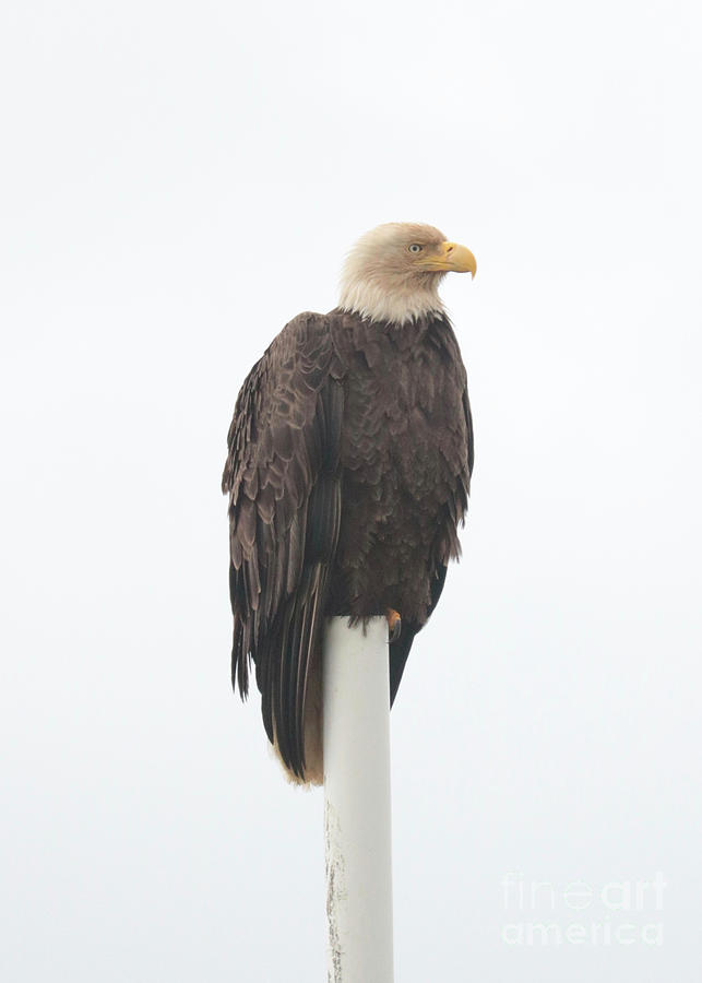 Pole Top Eagle Photograph by Carol Groenen