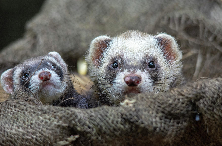 Polecat mum and young Kit Photograph by Gareth Parkes