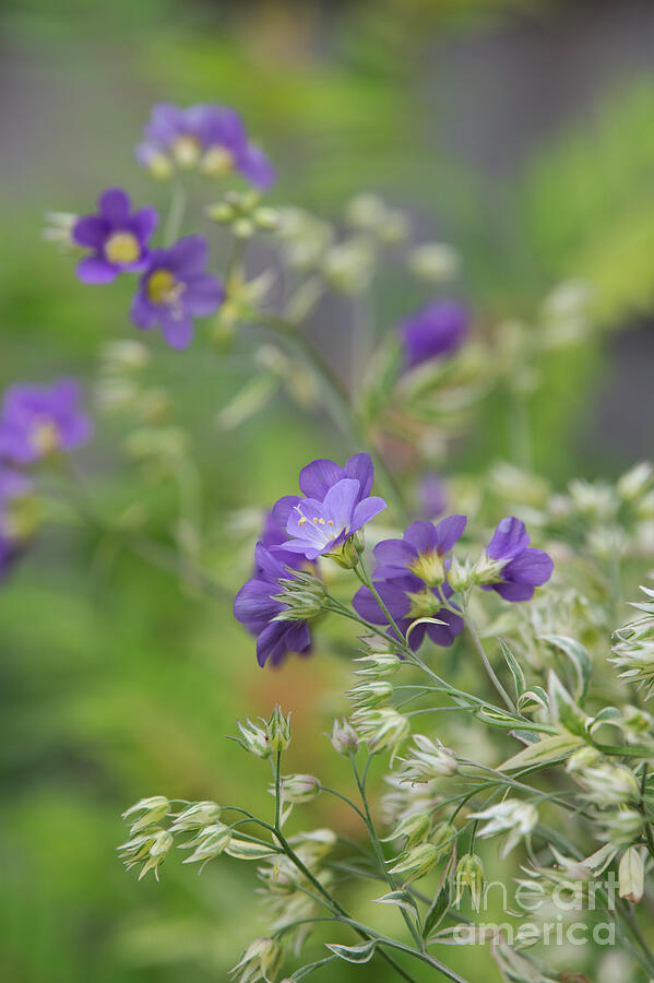 Polemonium Golden Feathers Photograph by Tim Gainey Polemonium Golden Feathers Photograph by Tim Gainey