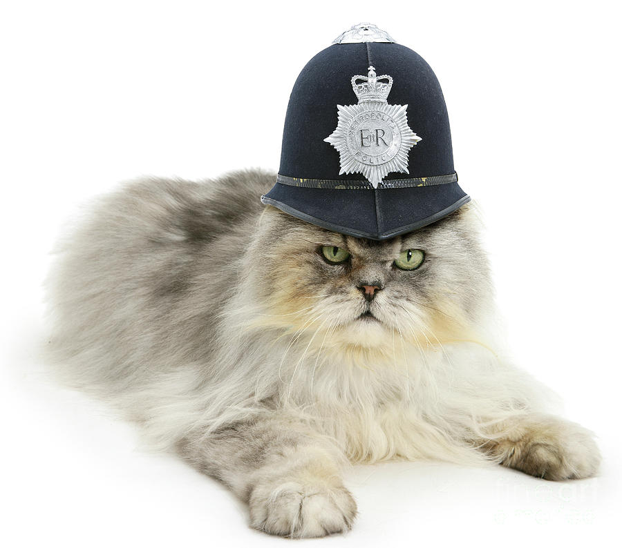 Police cat Photograph by Warren Photographic