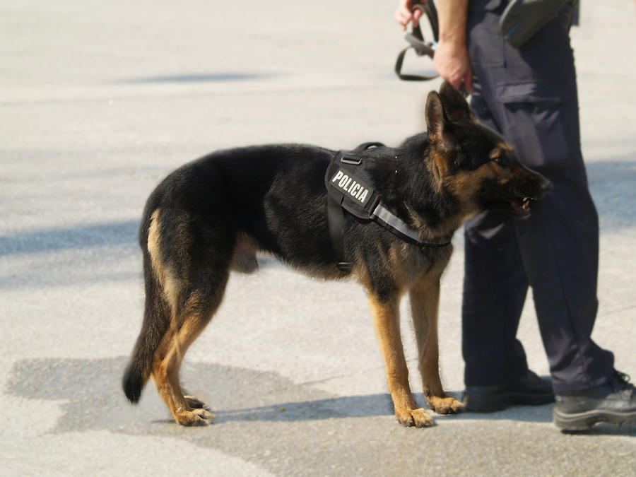Police dog on anti-terrorist mission Photograph by Japatino