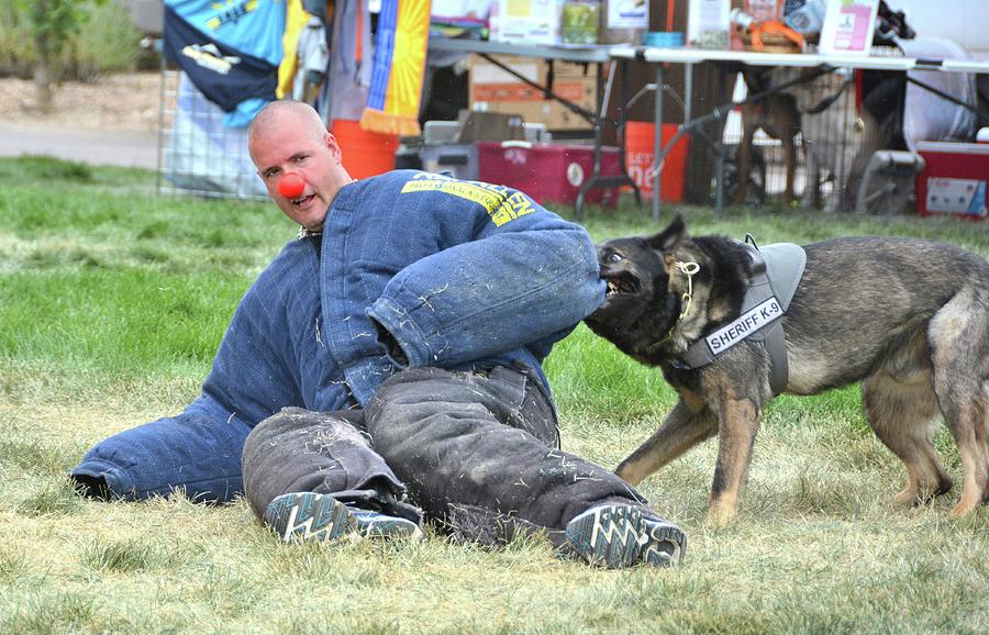 Policeman with Attack Dog Photograph by Jim Lambert - Fine Art America