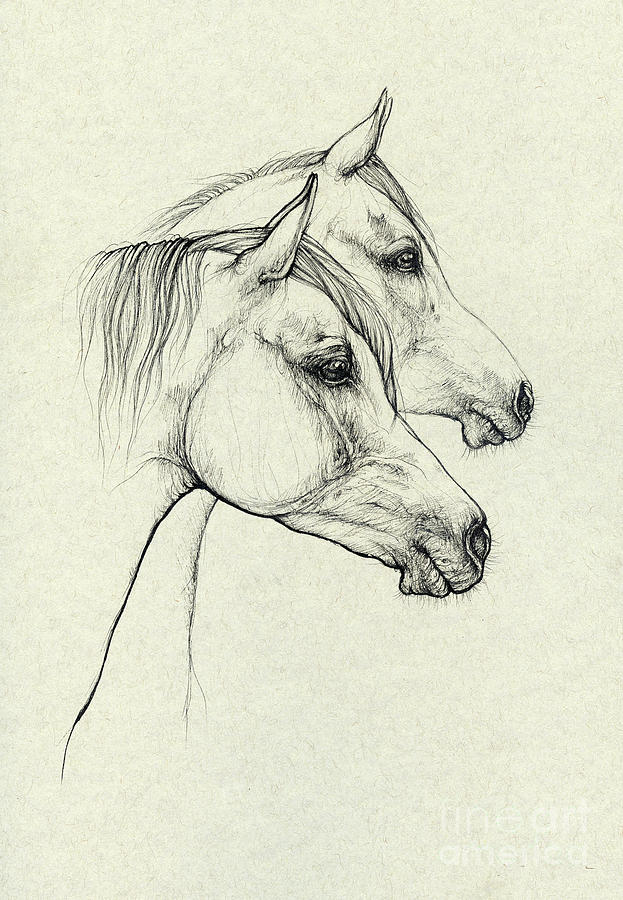Polish Arabians 2020 01 01 Drawing